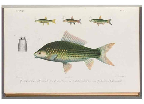 Reproducción/Reproduction 48909008597: Atlas ichthyologique des Indes orientales néêrlandaises :. Amsterdam :Frédéric Muller, editeur,1862-1878. 
