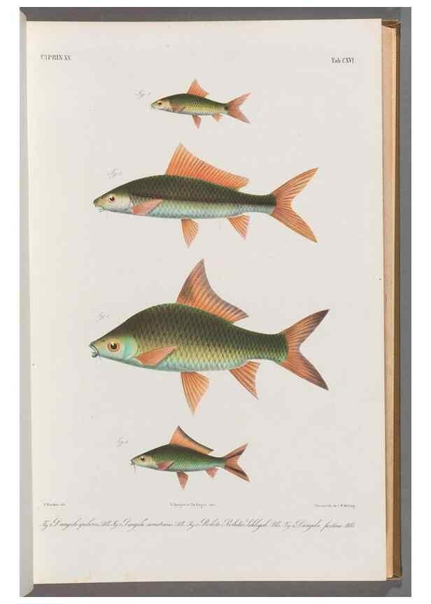 Reproducción/Reproduction 48908272378: Atlas ichthyologique des Indes orientales néêrlandaises :. Amsterdam :Frédéric Muller, editeur,1862-1878. 