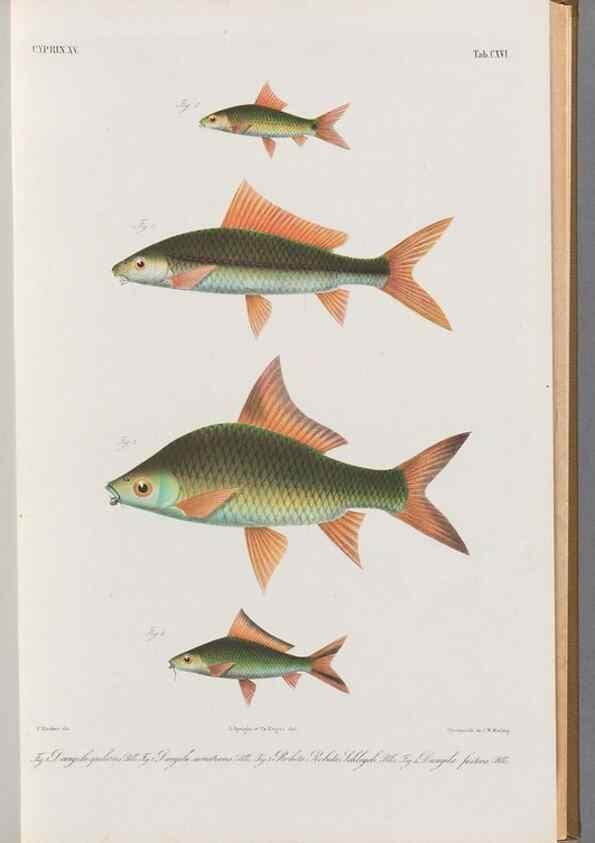 Reproducción/Reproduction 48908272378: Atlas ichthyologique des Indes orientales néêrlandaises :. Amsterdam :Frédéric Muller, editeur,1862-1878. 