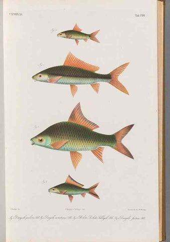 Reproducción/Reproduction 48908272378: Atlas ichthyologique des Indes orientales néêrlandaises :. Amsterdam :Frédéric Muller, editeur,1862-1878. 