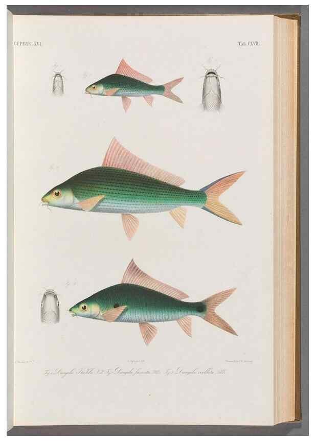 Reproducción/Reproduction 48908803416: Atlas ichthyologique des Indes orientales néêrlandaises :. Amsterdam :Frédéric Muller, editeur,1862-1878. 