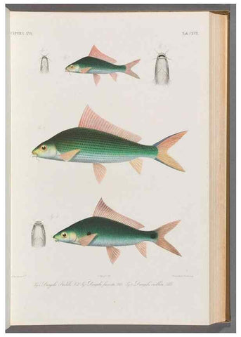 Reproducción/Reproduction 48908803416: Atlas ichthyologique des Indes orientales néêrlandaises :. Amsterdam :Frédéric Muller, editeur,1862-1878. 
