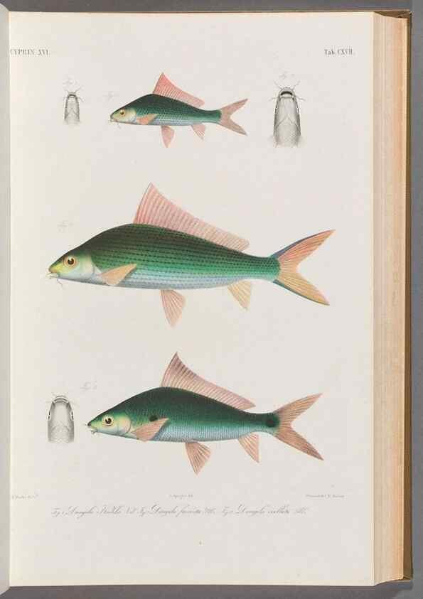 Reproducción/Reproduction 48908803416: Atlas ichthyologique des Indes orientales néêrlandaises :. Amsterdam :Frédéric Muller, editeur,1862-1878. 
