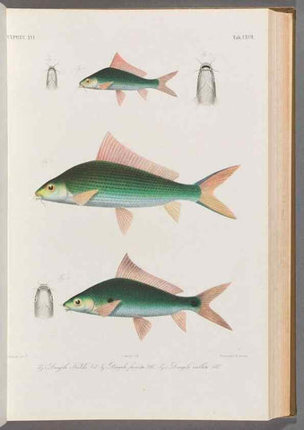 Reproducción/Reproduction 48908803416: Atlas ichthyologique des Indes orientales néêrlandaises :. Amsterdam :Frédéric Muller, editeur,1862-1878. 