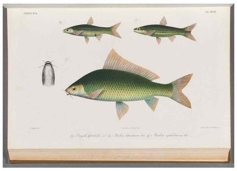 Reproducción/Reproduction 48908803701: Atlas ichthyologique des Indes orientales néêrlandaises :. Amsterdam :Frédéric Muller, editeur,1862-1878. 