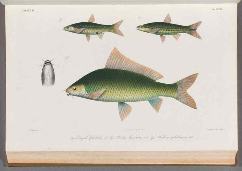 Reproducción/Reproduction 48908803701: Atlas ichthyologique des Indes orientales néêrlandaises :. Amsterdam :Frédéric Muller, editeur,1862-1878. 