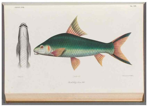 Reproducción/Reproduction 48908273328: Atlas ichthyologique des Indes orientales néêrlandaises :. Amsterdam :Frédéric Muller, editeur,1862-1878. 