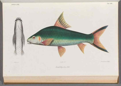 Reproducción/Reproduction 48908273328: Atlas ichthyologique des Indes orientales néêrlandaises :. Amsterdam :Frédéric Muller, editeur,1862-1878. 