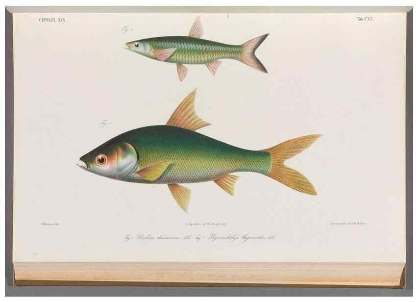 Reproducción/Reproduction 48908273638: Atlas ichthyologique des Indes orientales néêrlandaises :. Amsterdam :Frédéric Muller, editeur,1862-1878. 