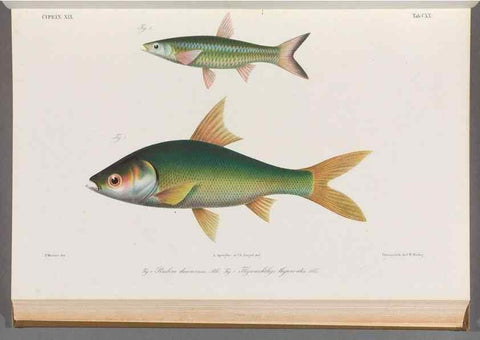 Reproducción/Reproduction 48908273638: Atlas ichthyologique des Indes orientales néêrlandaises :. Amsterdam :Frédéric Muller, editeur,1862-1878. 