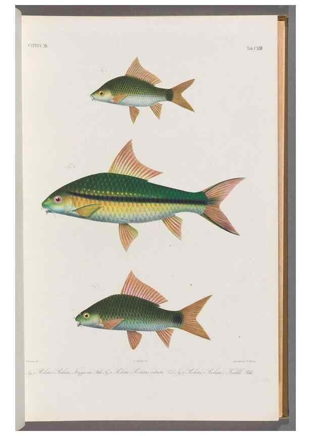 Reproducción/Reproduction 48909007987: Atlas ichthyologique des Indes orientales néêrlandaises :. Amsterdam :Frédéric Muller, editeur,1862-1878. 