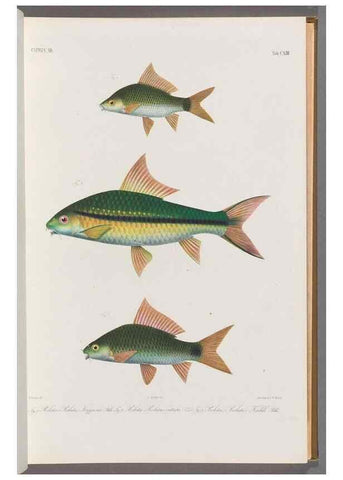 Reproducción/Reproduction 48909007987: Atlas ichthyologique des Indes orientales néêrlandaises :. Amsterdam :Frédéric Muller, editeur,1862-1878. 