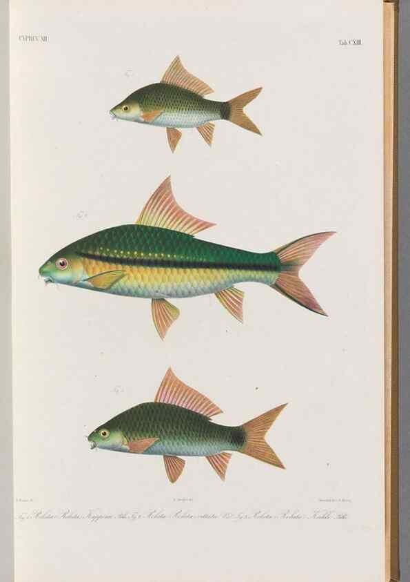 Reproducción/Reproduction 48909007987: Atlas ichthyologique des Indes orientales néêrlandaises :. Amsterdam :Frédéric Muller, editeur,1862-1878. 