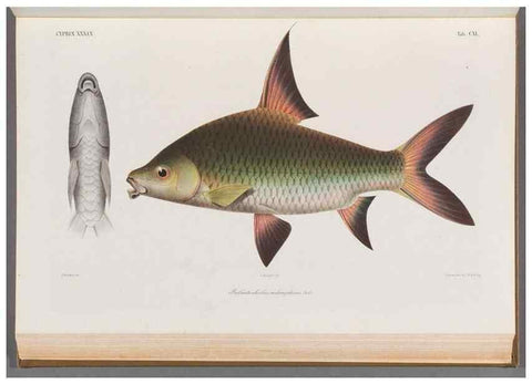 Reproducción/Reproduction 48909221842: Atlas ichthyologique des Indes orientales néêrlandaises :. Amsterdam :Frédéric Muller, editeur,1862-1878. 
