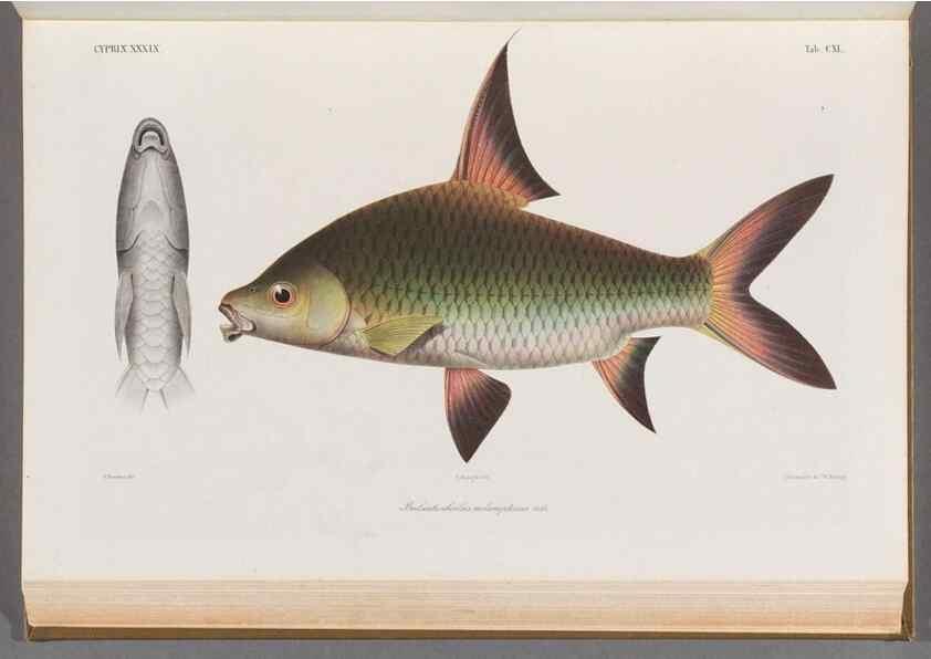 Reproducción/Reproduction 48909221842: Atlas ichthyologique des Indes orientales néêrlandaises :. Amsterdam :Frédéric Muller, editeur,1862-1878. 