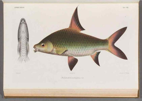 Reproducción/Reproduction 48909221842: Atlas ichthyologique des Indes orientales néêrlandaises :. Amsterdam :Frédéric Muller, editeur,1862-1878. 