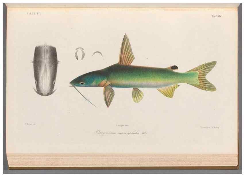 Reproducción/Reproduction 48908673681: Atlas ichthyologique des Indes orientales néêrlandaises :. Amsterdam :Frédéric Muller, editeur,1862-1878. 