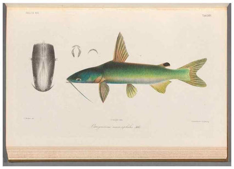 Reproducción/Reproduction 48908673681: Atlas ichthyologique des Indes orientales néêrlandaises :. Amsterdam :Frédéric Muller, editeur,1862-1878. 