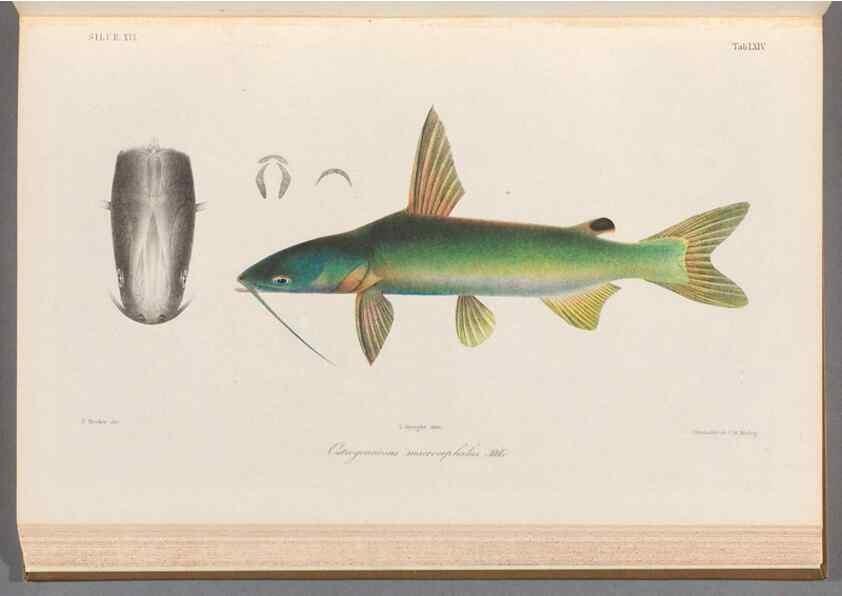 Reproducción/Reproduction 48908673681: Atlas ichthyologique des Indes orientales néêrlandaises :. Amsterdam :Frédéric Muller, editeur,1862-1878. 