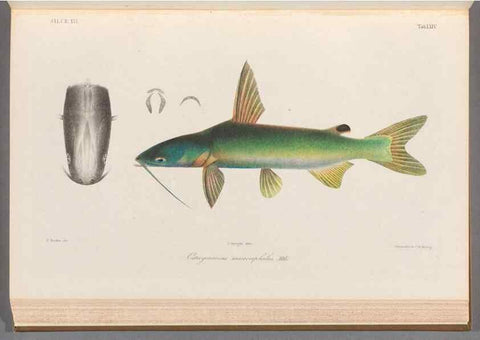 Reproducción/Reproduction 48908673681: Atlas ichthyologique des Indes orientales néêrlandaises :. Amsterdam :Frédéric Muller, editeur,1862-1878. 