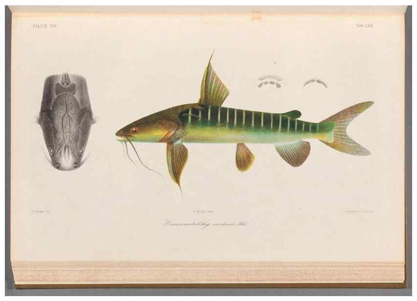 Reproducción/Reproduction 48908672996: Atlas ichthyologique des Indes orientales néêrlandaises :. Amsterdam :Frédéric Muller, editeur,1862-1878. 