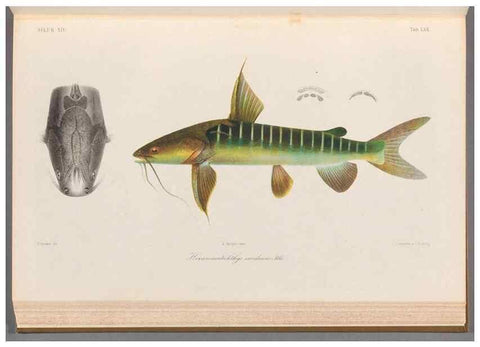 Reproducción/Reproduction 48908672996: Atlas ichthyologique des Indes orientales néêrlandaises :. Amsterdam :Frédéric Muller, editeur,1862-1878. 