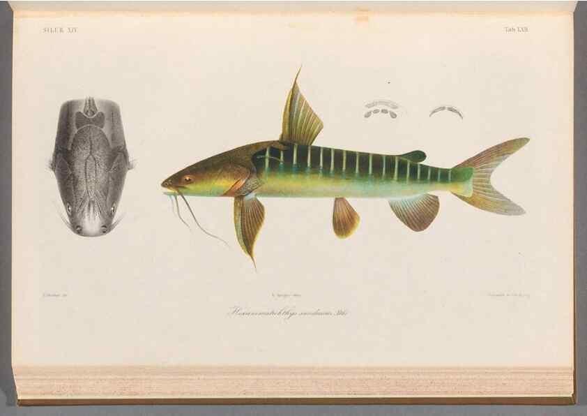 Reproducción/Reproduction 48908672996: Atlas ichthyologique des Indes orientales néêrlandaises :. Amsterdam :Frédéric Muller, editeur,1862-1878. 