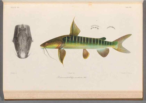 Reproducción/Reproduction 48908672996: Atlas ichthyologique des Indes orientales néêrlandaises :. Amsterdam :Frédéric Muller, editeur,1862-1878. 
