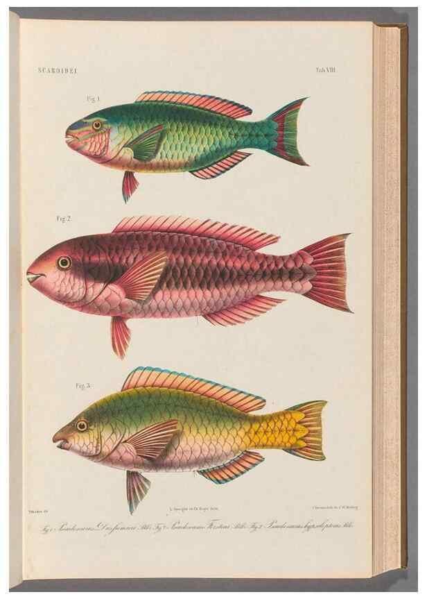 Reproducción/Reproduction 48908829122: Atlas ichthyologique des Indes orientales néêrlandaises :. Amsterdam :Frédéric Muller, editeur,1862-1878. 