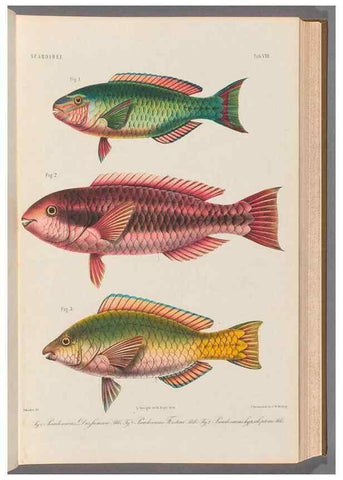 Reproducción/Reproduction 48908829122: Atlas ichthyologique des Indes orientales néêrlandaises :. Amsterdam :Frédéric Muller, editeur,1862-1878. 