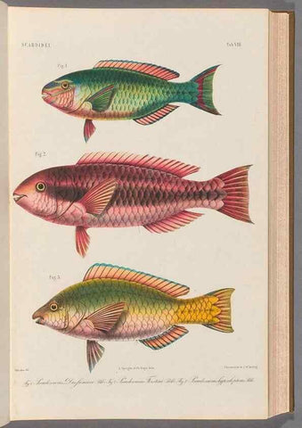 Reproducción/Reproduction 48908829122: Atlas ichthyologique des Indes orientales néêrlandaises :. Amsterdam :Frédéric Muller, editeur,1862-1878. 