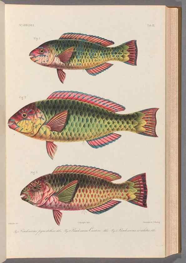 Reproducción/Reproduction 48908829492: Atlas ichthyologique des Indes orientales néêrlandaises :. Amsterdam :Frédéric Muller, editeur,1862-1878. 