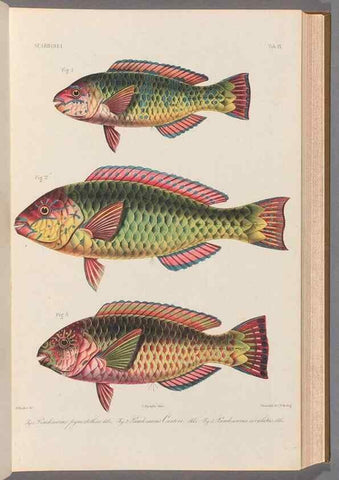 Reproducción/Reproduction 48908829492: Atlas ichthyologique des Indes orientales néêrlandaises :. Amsterdam :Frédéric Muller, editeur,1862-1878. 