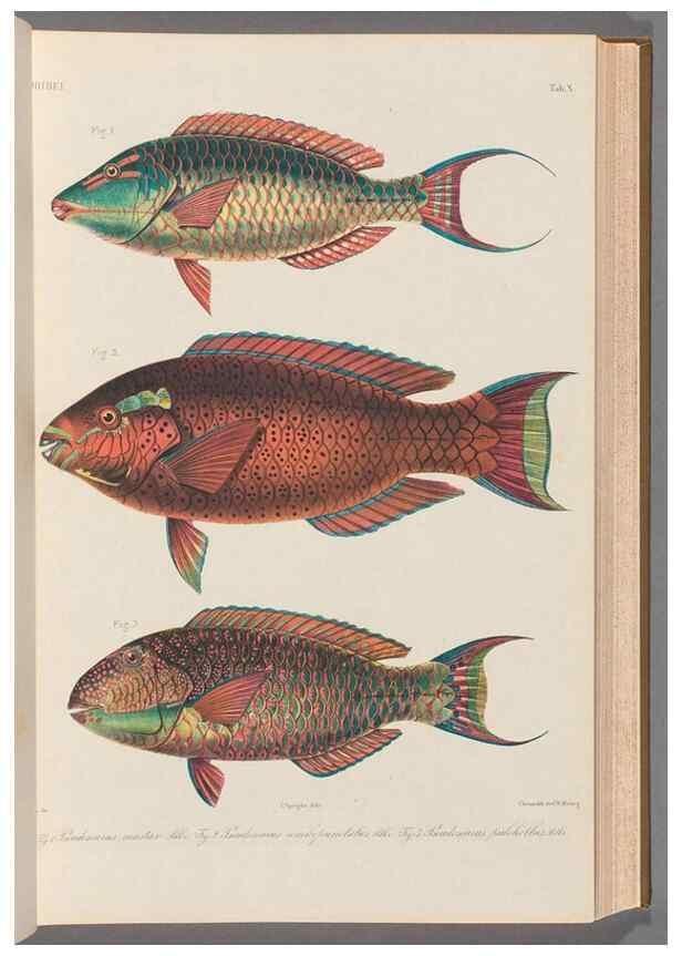 Reproducción/Reproduction 48908094048: Atlas ichthyologique des Indes orientales néêrlandaises :. Amsterdam :Frédéric Muller, editeur,1862-1878. 