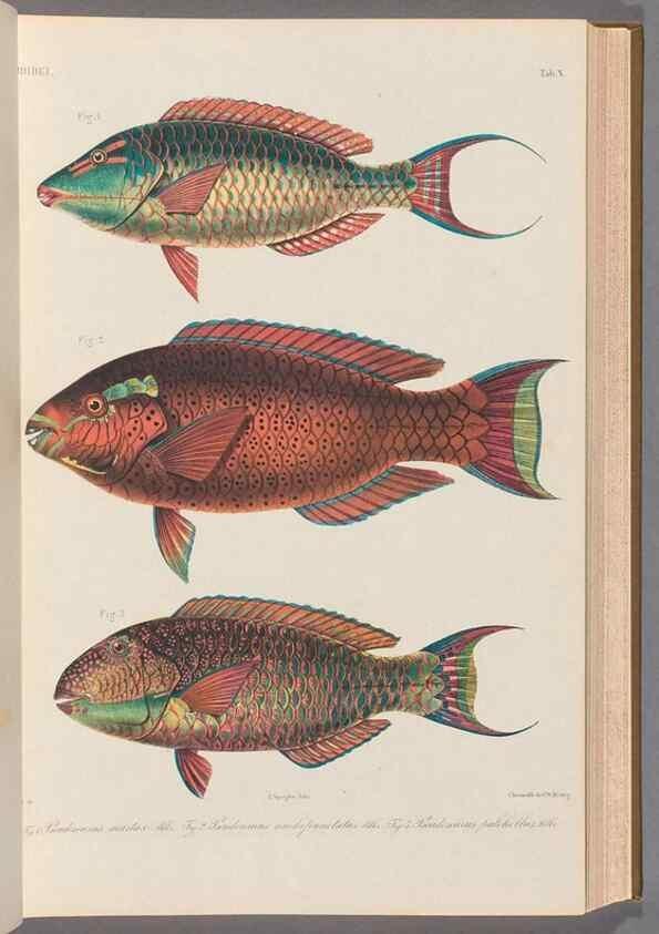 Reproducción/Reproduction 48908094048: Atlas ichthyologique des Indes orientales néêrlandaises :. Amsterdam :Frédéric Muller, editeur,1862-1878. 
