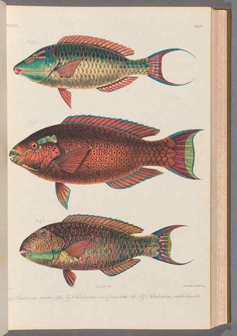 Reproducción/Reproduction 48908094048: Atlas ichthyologique des Indes orientales néêrlandaises :. Amsterdam :Frédéric Muller, editeur,1862-1878. 