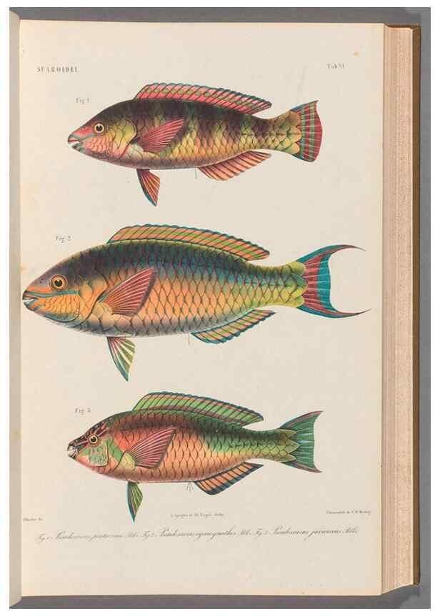 Reproducción/Reproduction 48908094428: Atlas ichthyologique des Indes orientales néêrlandaises :. Amsterdam :Frédéric Muller, editeur,1862-1878. 