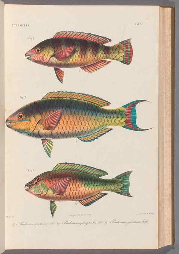 Reproducción/Reproduction 48908094428: Atlas ichthyologique des Indes orientales néêrlandaises :. Amsterdam :Frédéric Muller, editeur,1862-1878. 
