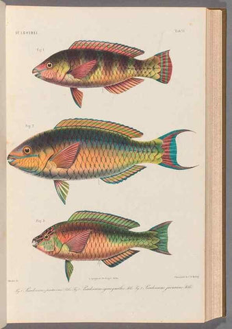 Reproducción/Reproduction 48908094428: Atlas ichthyologique des Indes orientales néêrlandaises :. Amsterdam :Frédéric Muller, editeur,1862-1878. 
