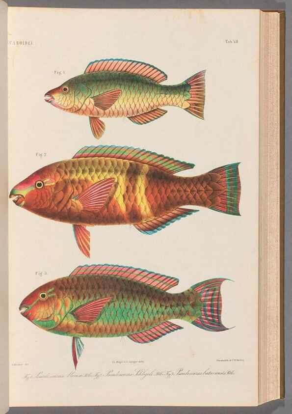 Reproducción/Reproduction 48908625566: Atlas ichthyologique des Indes orientales néêrlandaises :. Amsterdam :Frédéric Muller, editeur,1862-1878. 