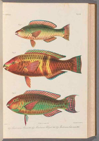 Reproducción/Reproduction 48908625566: Atlas ichthyologique des Indes orientales néêrlandaises :. Amsterdam :Frédéric Muller, editeur,1862-1878. 