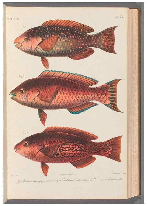 Reproducción/Reproduction 48908830557: Atlas ichthyologique des Indes orientales néêrlandaises :. Amsterdam :Frédéric Muller, editeur,1862-1878. 