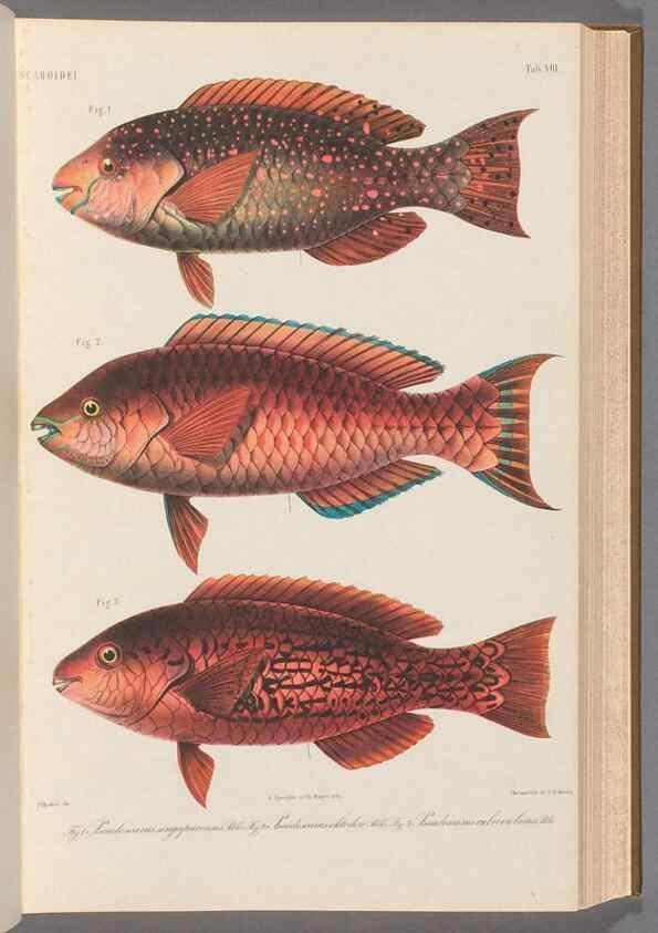 Reproducción/Reproduction 48908830557: Atlas ichthyologique des Indes orientales néêrlandaises :. Amsterdam :Frédéric Muller, editeur,1862-1878. 