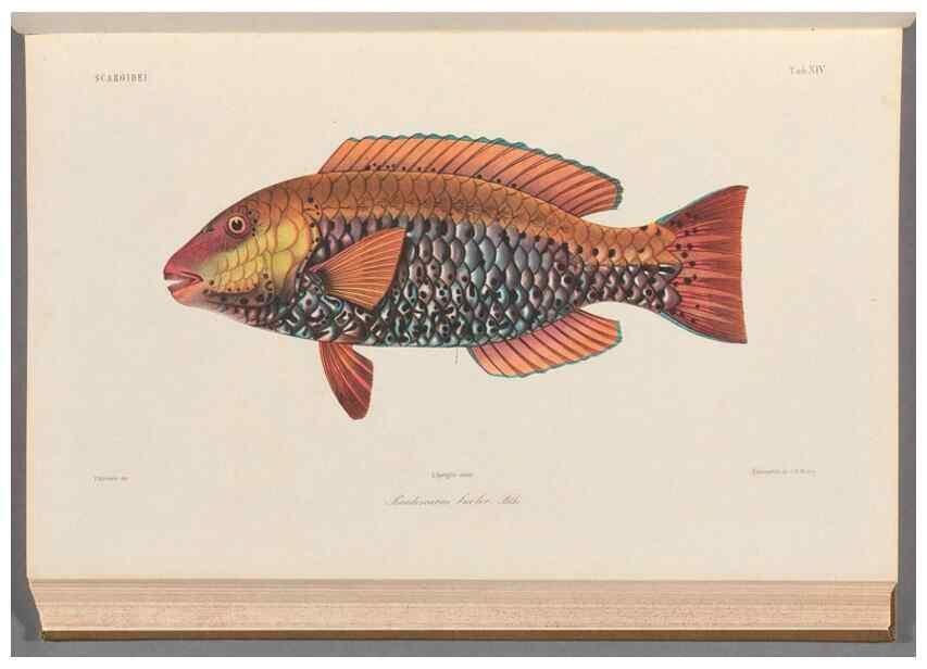 Reproducción/Reproduction 48908095233: Atlas ichthyologique des Indes orientales néêrlandaises :. Amsterdam :Frédéric Muller, editeur,1862-1878. 