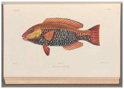 Reproducción/Reproduction 48908095233: Atlas ichthyologique des Indes orientales néêrlandaises :. Amsterdam :Frédéric Muller, editeur,1862-1878. 