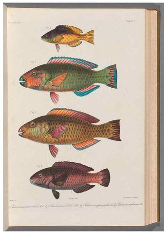 Reproducción/Reproduction 48908626366: Atlas ichthyologique des Indes orientales néêrlandaises :. Amsterdam :Frédéric Muller, editeur,1862-1878. 