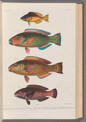 Reproducción/Reproduction 48908626366: Atlas ichthyologique des Indes orientales néêrlandaises :. Amsterdam :Frédéric Muller, editeur,1862-1878. 
