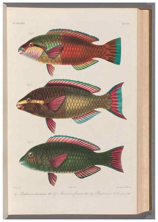 Reproducción/Reproduction 48908626761: Atlas ichthyologique des Indes orientales néêrlandaises :. Amsterdam :Frédéric Muller, editeur,1862-1878. 