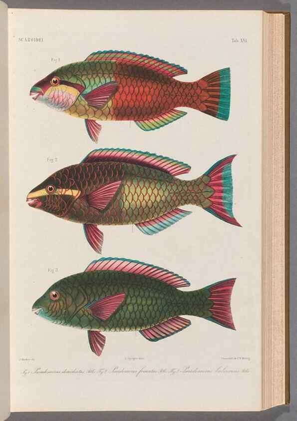 Reproducción/Reproduction 48908626761: Atlas ichthyologique des Indes orientales néêrlandaises :. Amsterdam :Frédéric Muller, editeur,1862-1878. 
