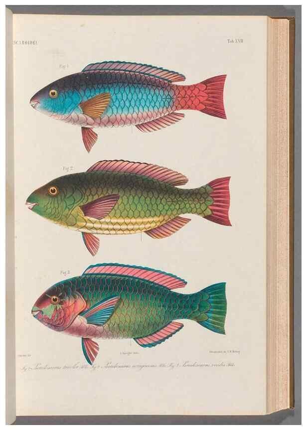 Reproducción/Reproduction 48908096338: Atlas ichthyologique des Indes orientales néêrlandaises :. Amsterdam :Frédéric Muller, editeur,1862-1878. 